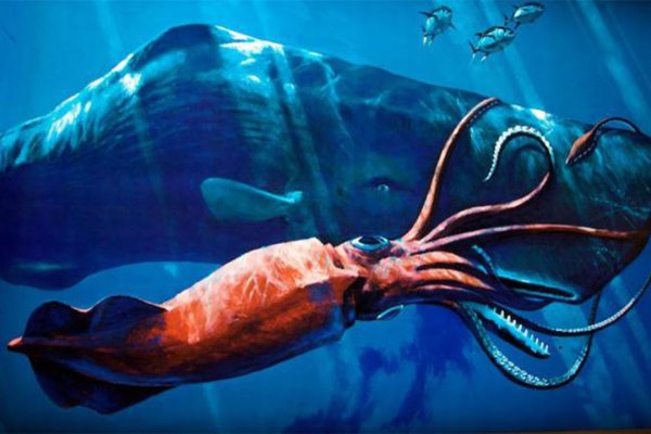 Kraken рынок