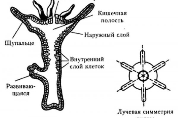 Ссылка на кракен официальный