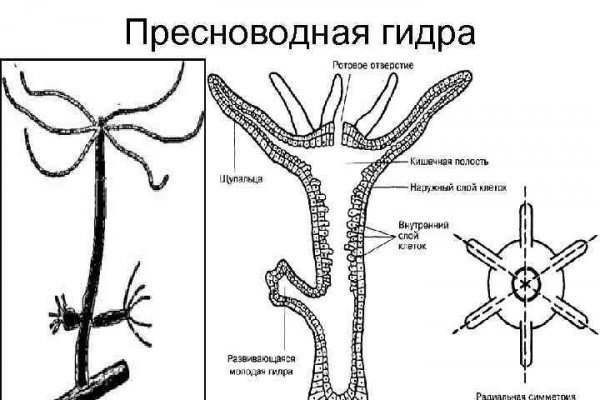 Зайти на кракен через браузер