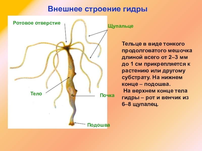 Кракен шоп нарк